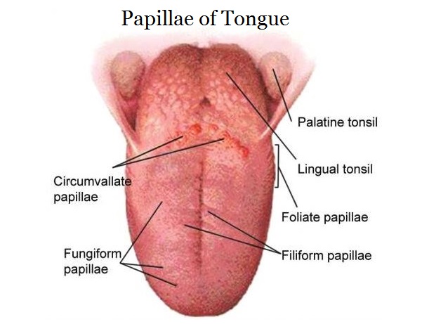 Papillae of tongue