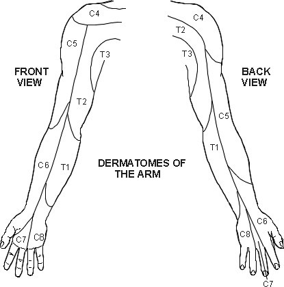 dermatomes of upper limbs